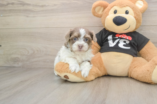 DIXIE, a Havanese littermate