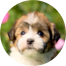 Havanese Puppies For Sale - Fairfield Furbabies Havanese Puppies For Sale - Fairfield Furbabies