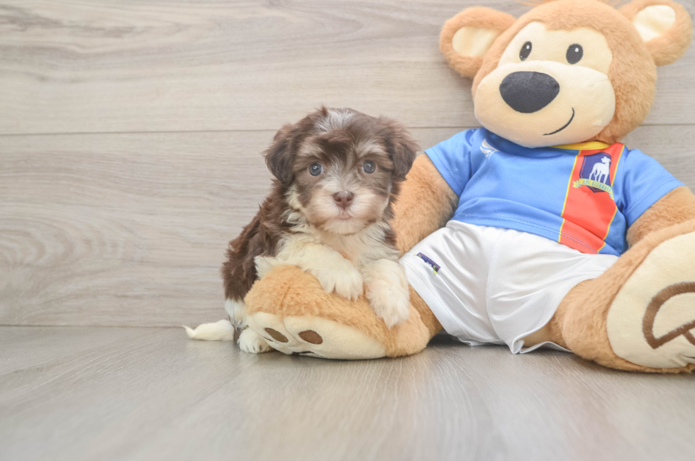 5 week old Havanese Puppy For Sale - Fairfield Furbabies