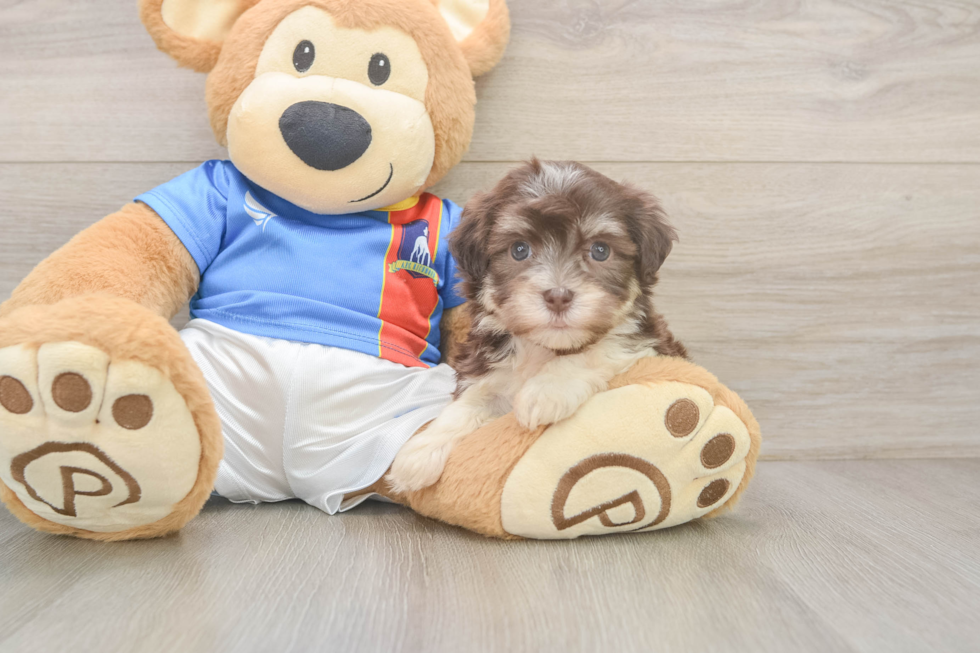 Best Havanese Baby