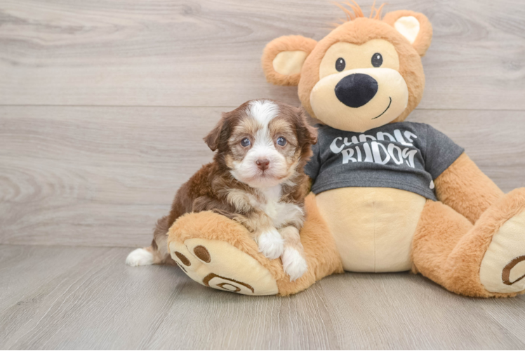 Adorable Havaneser Purebred Puppy