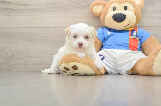ELODIE, a Havanese littermate