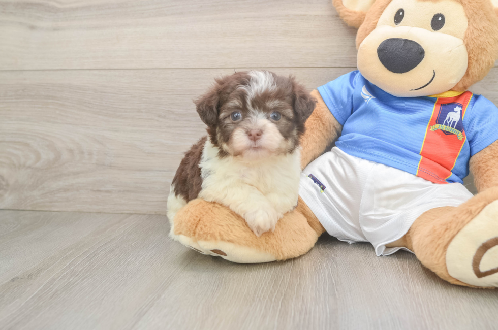 5 week old Havanese Puppy For Sale - Fairfield Furbabies