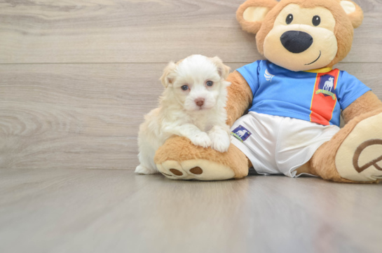 ENCHANTO, a Havanese littermate