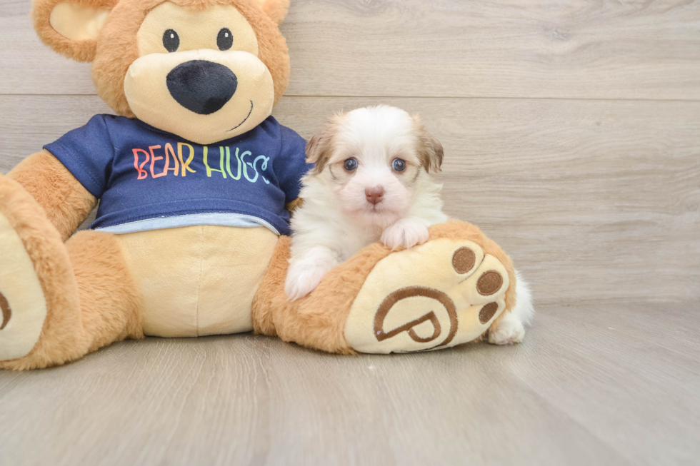 Best Havanese Baby