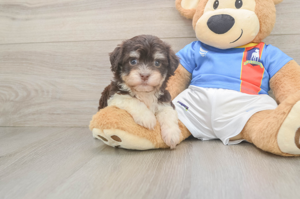 5 week old Havanese Puppy For Sale - Fairfield Furbabies