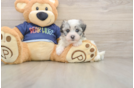 Best Havanese Baby