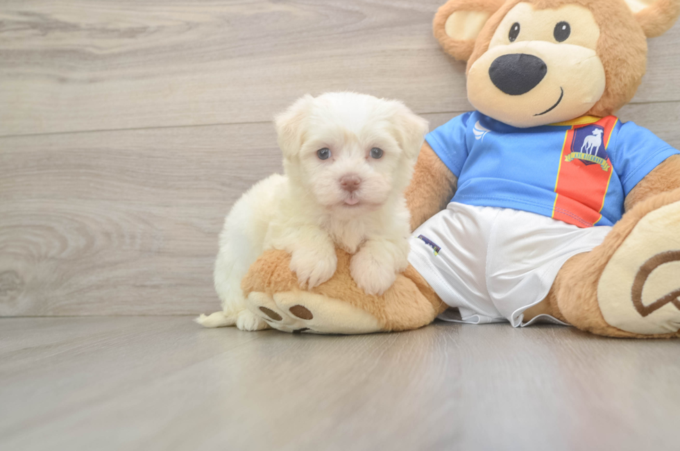 5 week old Havanese Puppy For Sale - Fairfield Furbabies
