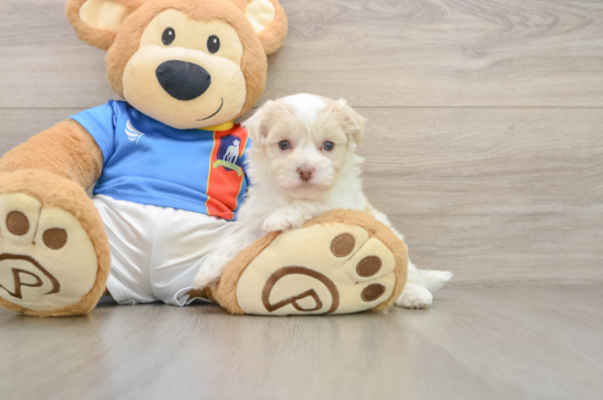 ESMERALDA, a Havanese littermate