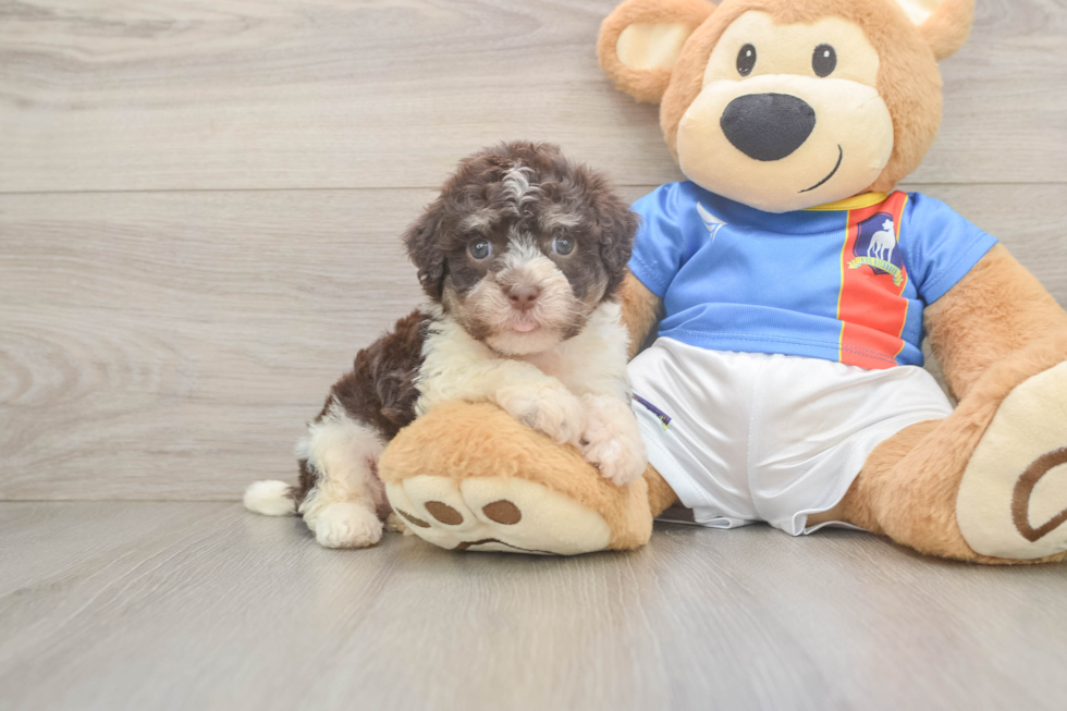Havanese Pup Being Cute