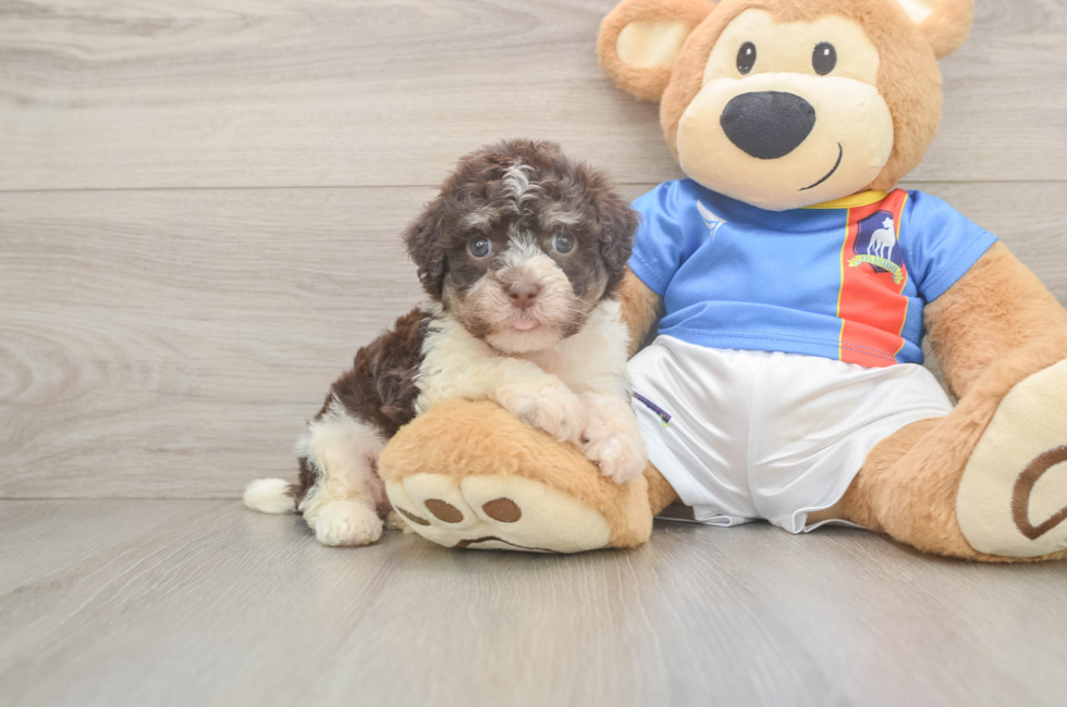 5 week old Havanese Puppy For Sale - Fairfield Furbabies