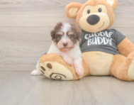 7 week old Havanese Puppy For Sale - Fairfield Furbabies