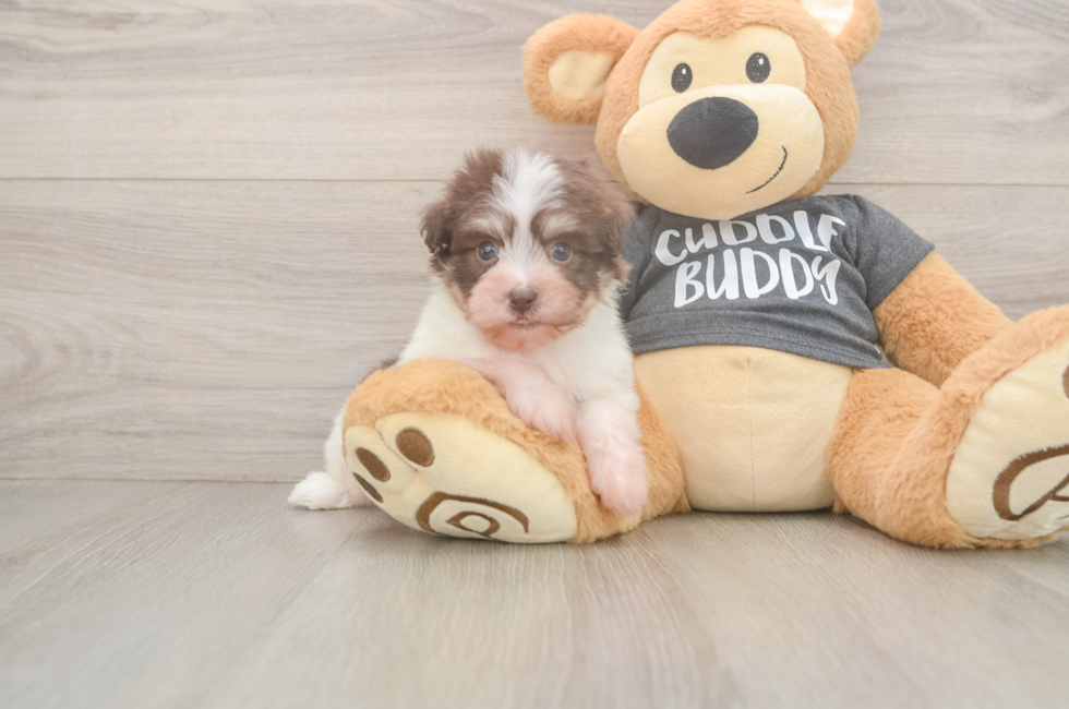 7 week old Havanese Puppy For Sale - Fairfield Furbabies