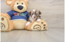Havanese Puppy for Adoption