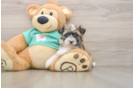 Sweet Havanezer Purebred Puppy