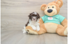 Best Havanese Baby