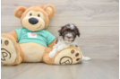 Popular Havanese Purebred Pup