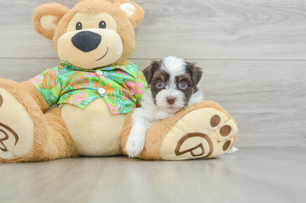 8 week old Havanese Puppy For Sale - Fairfield Furbabies