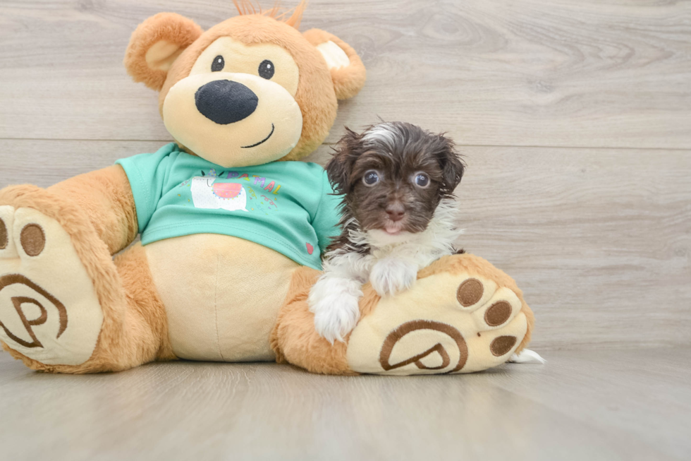 Hypoallergenic Havanese Baby