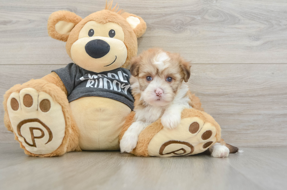 7 week old Havanese Puppy For Sale - Fairfield Furbabies