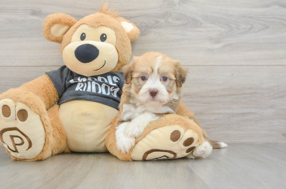 7 week old Havanese Puppy For Sale - Fairfield Furbabies