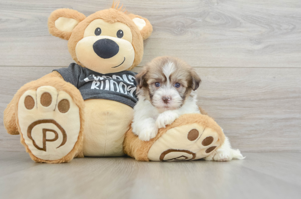 7 week old Havanese Puppy For Sale - Fairfield Furbabies