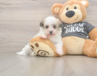 6 week old Havanese Puppy For Sale - Fairfield Furbabies