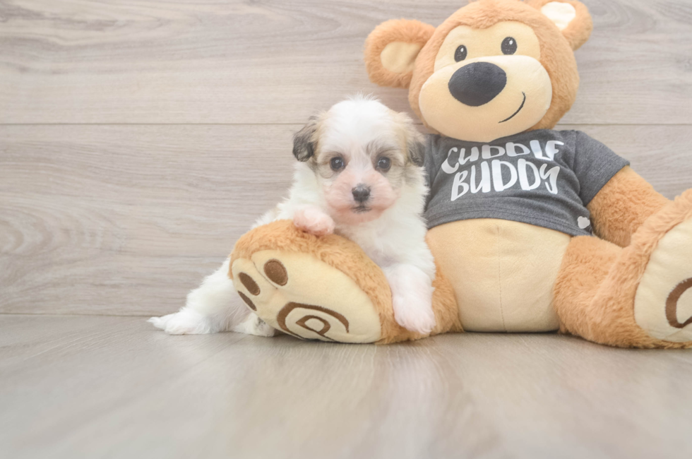 6 week old Havanese Puppy For Sale - Fairfield Furbabies