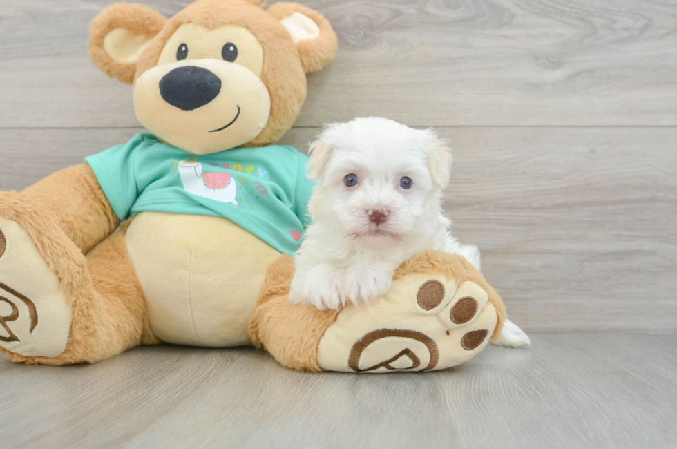8 week old Havanese Puppy For Sale - Fairfield Furbabies