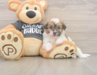 6 week old Havanese Puppy For Sale - Fairfield Furbabies