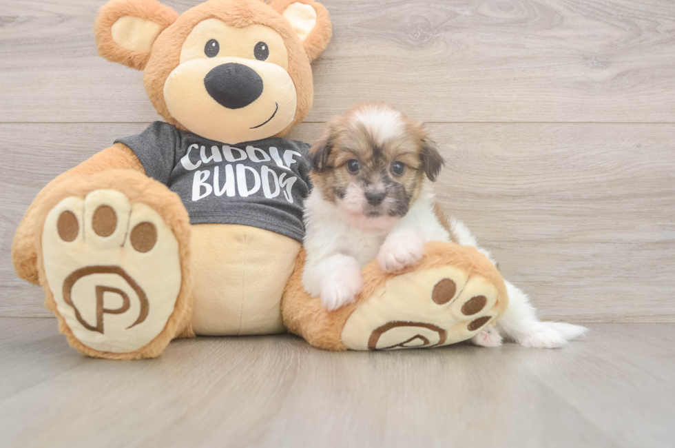 6 week old Havanese Puppy For Sale - Fairfield Furbabies