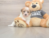 6 week old Havanese Puppy For Sale - Fairfield Furbabies
