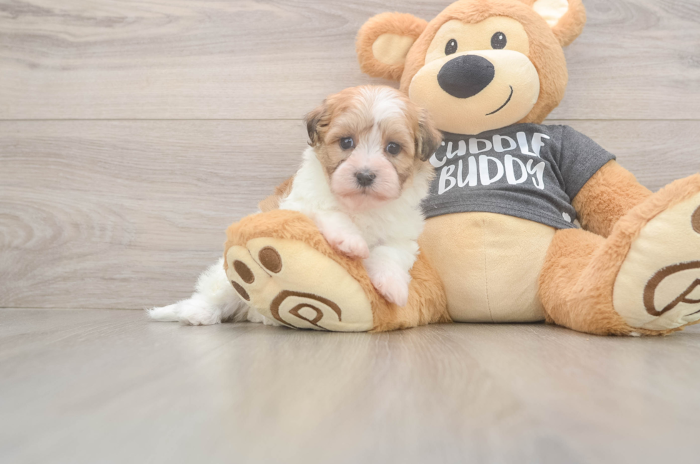 6 week old Havanese Puppy For Sale - Fairfield Furbabies