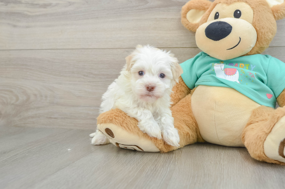 8 week old Havanese Puppy For Sale - Fairfield Furbabies