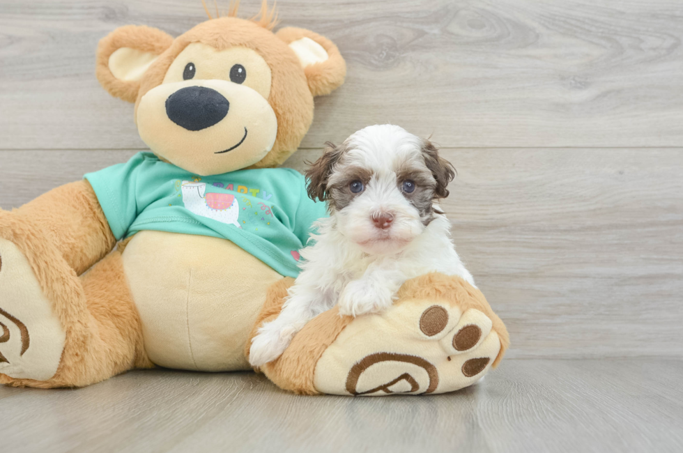 8 week old Havanese Puppy For Sale - Fairfield Furbabies
