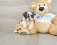 7 week old Havanese Puppy For Sale - Fairfield Furbabies