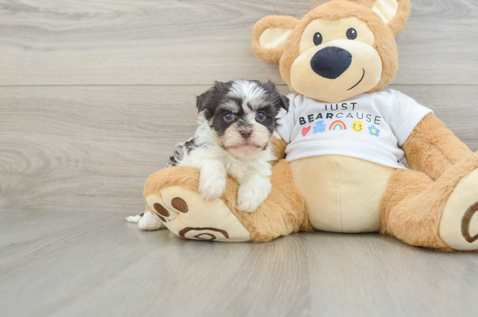 6 week old Havanese Puppy For Sale - Fairfield Furbabies