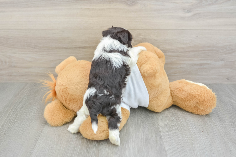 Friendly Havanese Purebred Pup