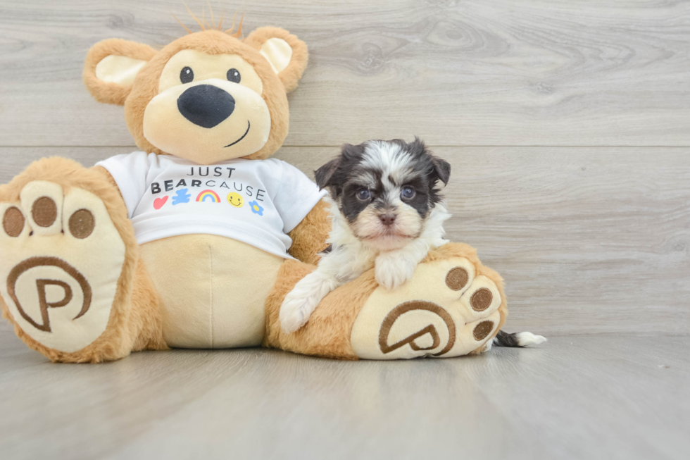 Fluffy Havaneser Purebred Puppy