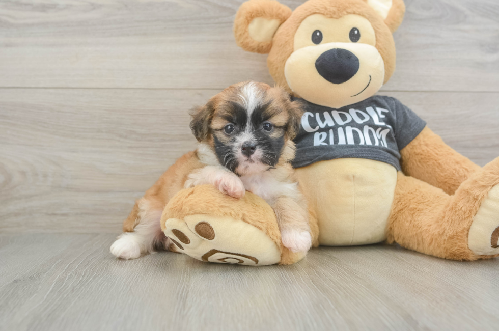 6 week old Havanese Puppy For Sale - Fairfield Furbabies