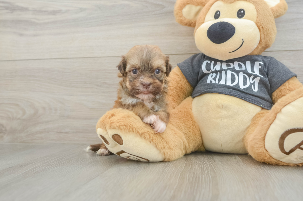 5 week old Havanese Puppy For Sale - Fairfield Furbabies