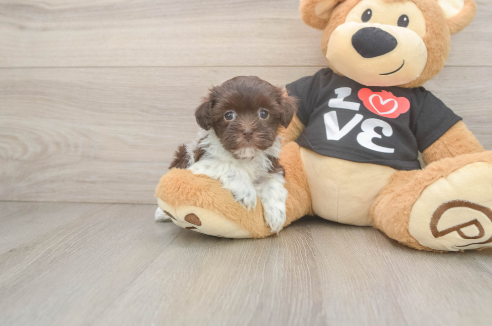 5 week old Havanese Puppy For Sale - Fairfield Furbabies