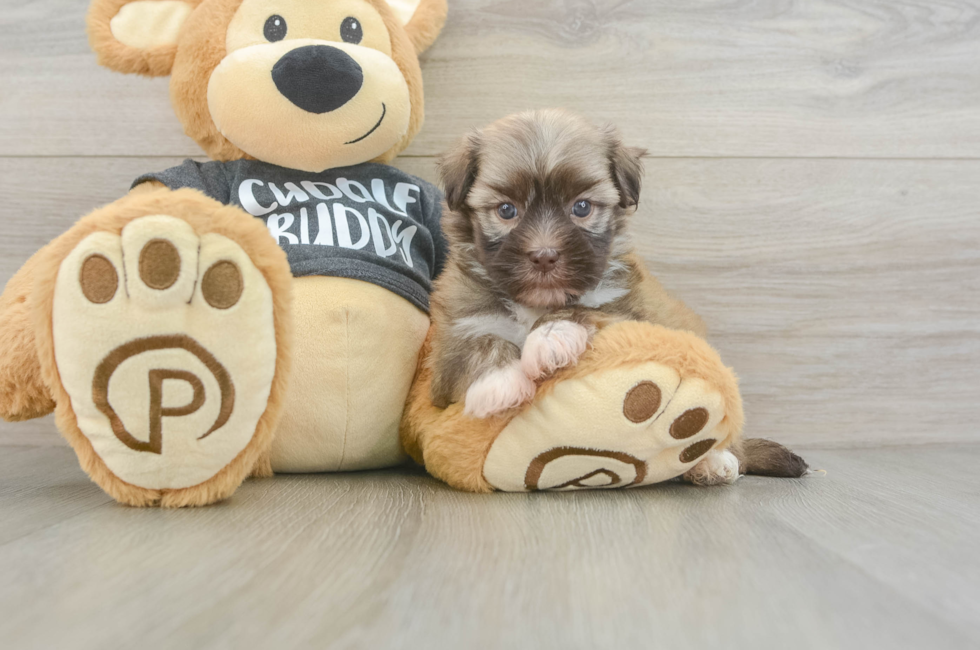 5 week old Havanese Puppy For Sale - Fairfield Furbabies