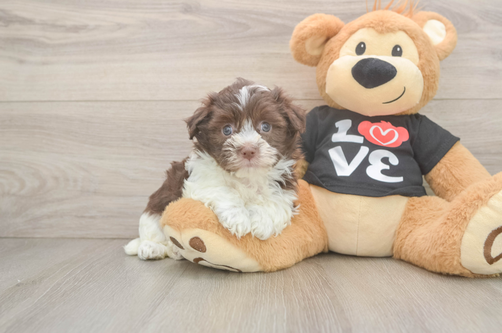 5 week old Havanese Puppy For Sale - Fairfield Furbabies