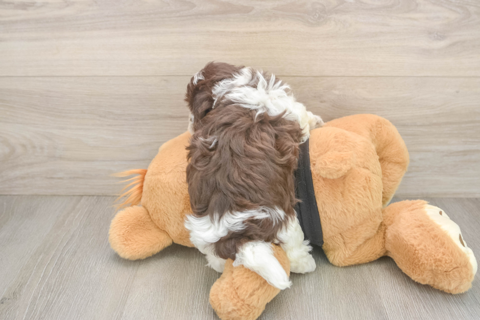 Havanese Puppy for Adoption