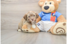 Energetic Havaneser Purebred Puppy