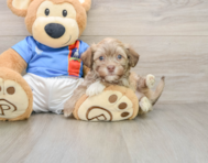 6 week old Havanese Puppy For Sale - Fairfield Furbabies