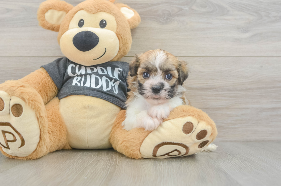 5 week old Havanese Puppy For Sale - Fairfield Furbabies