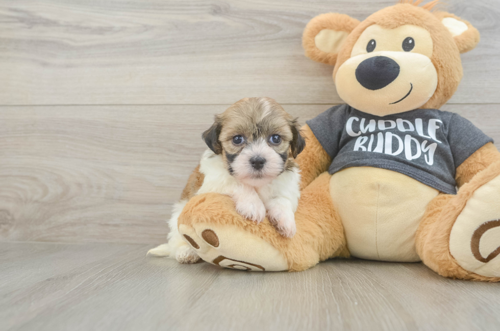 5 week old Havanese Puppy For Sale - Fairfield Furbabies