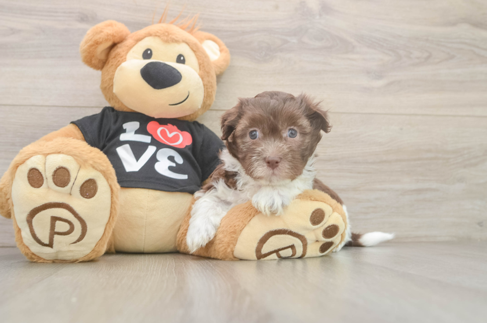 5 week old Havanese Puppy For Sale - Fairfield Furbabies